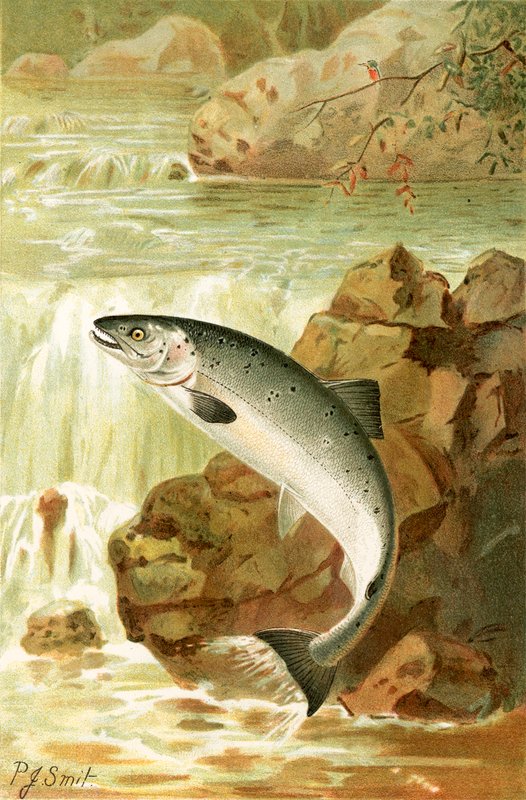 Lohihyppy tekijältä Joseph Smit