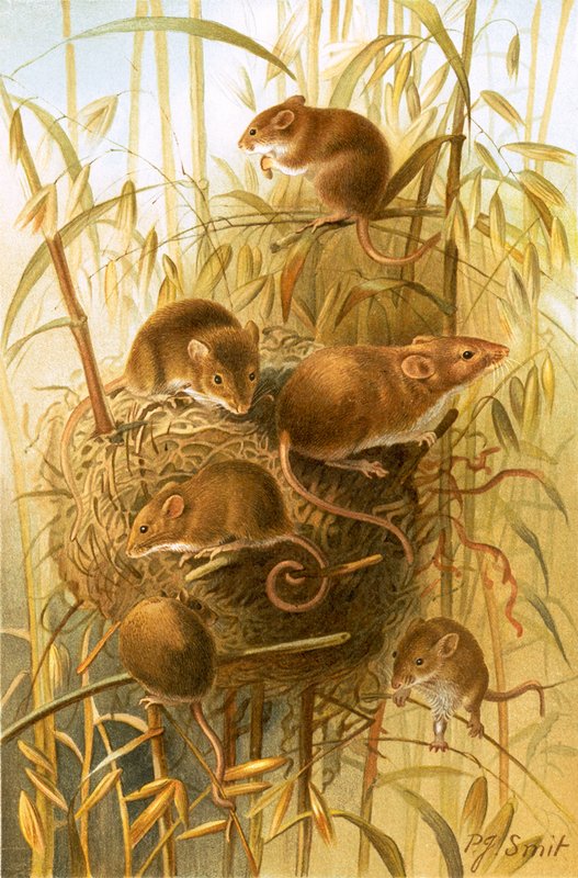 Harvest Mouse tekijältä Joseph Smit