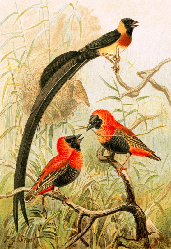 Weaver Birds tekijältä Joseph Smit