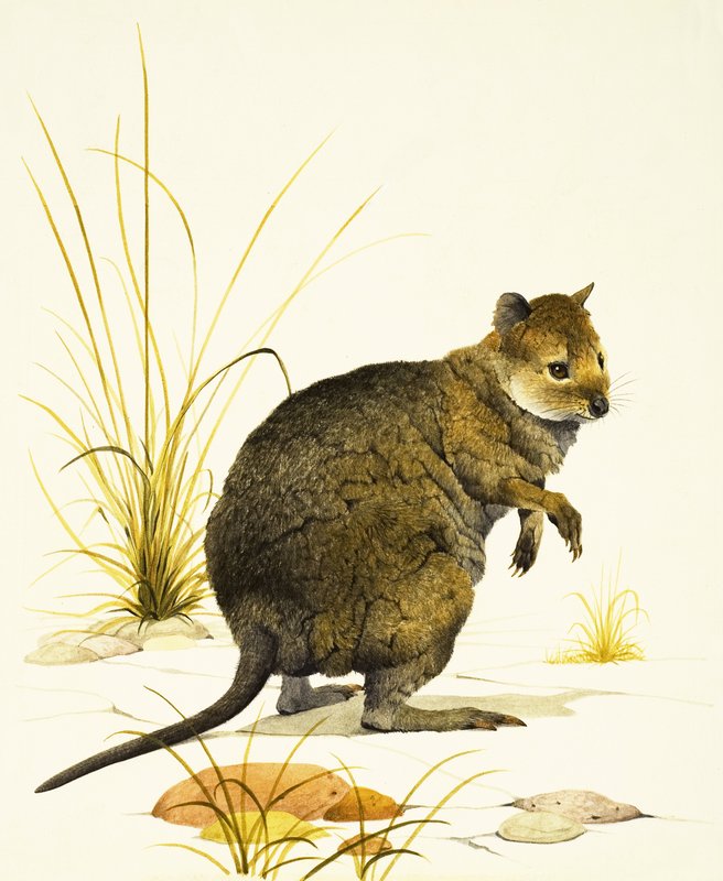 Australialainen quokka, seinäratsun laji. tekijältä Kenneth Lilly