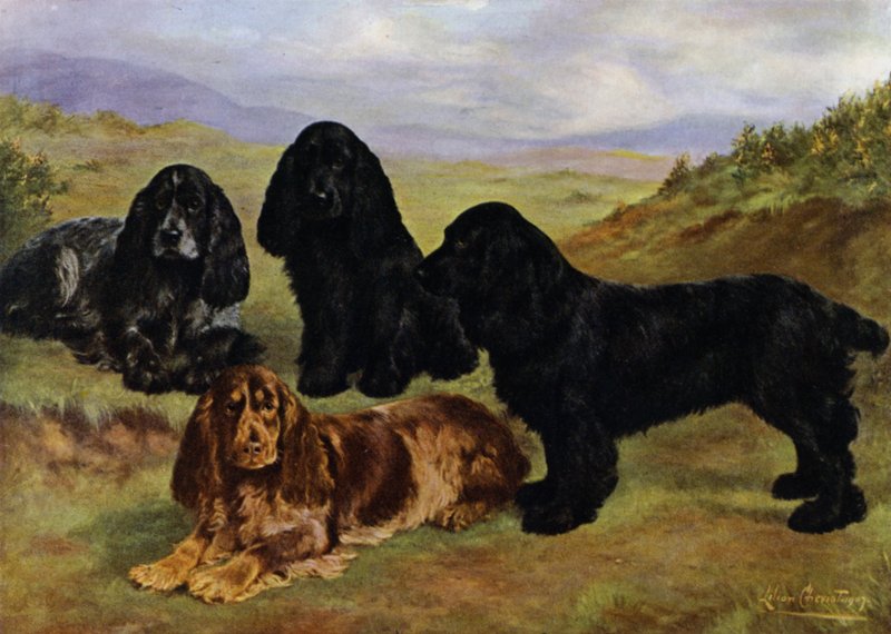 Cockerspanielit tekijältä Lilian Cheviot