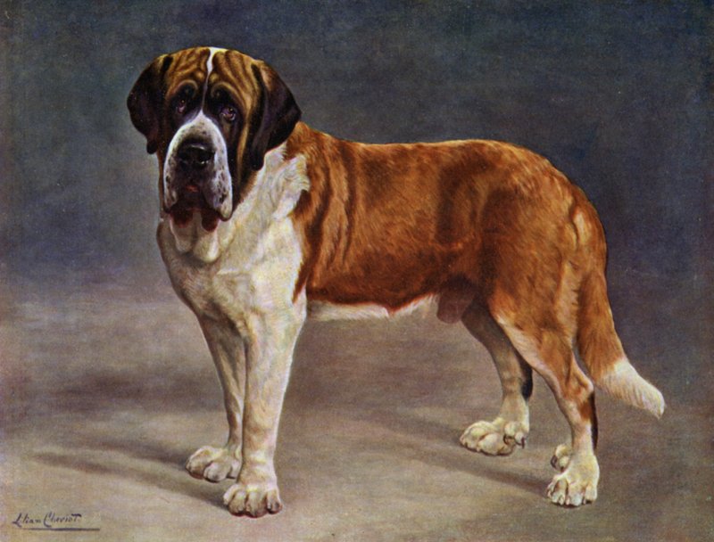 Smooth Coated St Bernard Champion the Viking tekijältä Lilian Cheviot