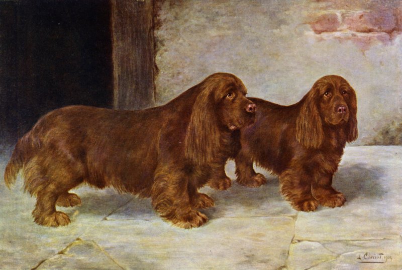 Sussexin spanielit, Champion Rosehill Rock ja Champion Rosehill Rag tekijältä Lilian Cheviot