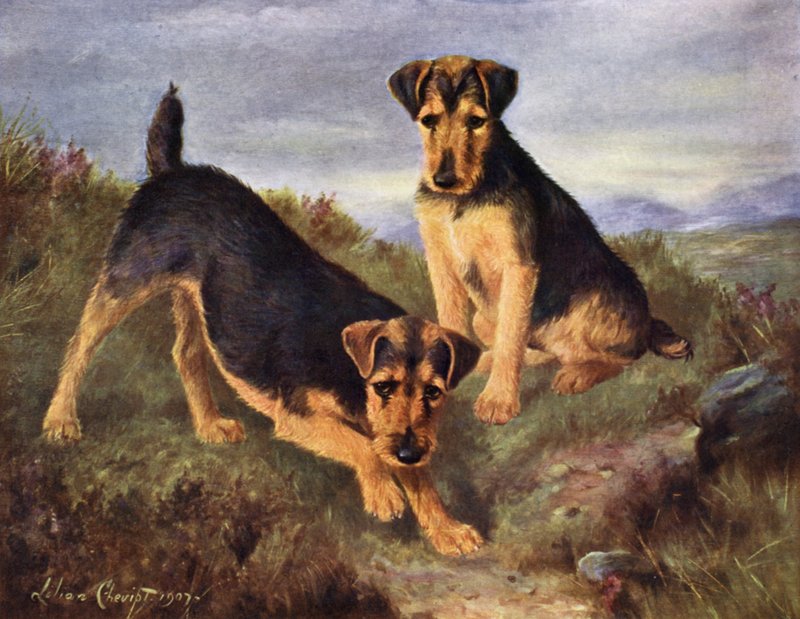 Walesin terrierit Glansevin Coquette ja Champion Glansevin Coda tekijältä Lilian Cheviot