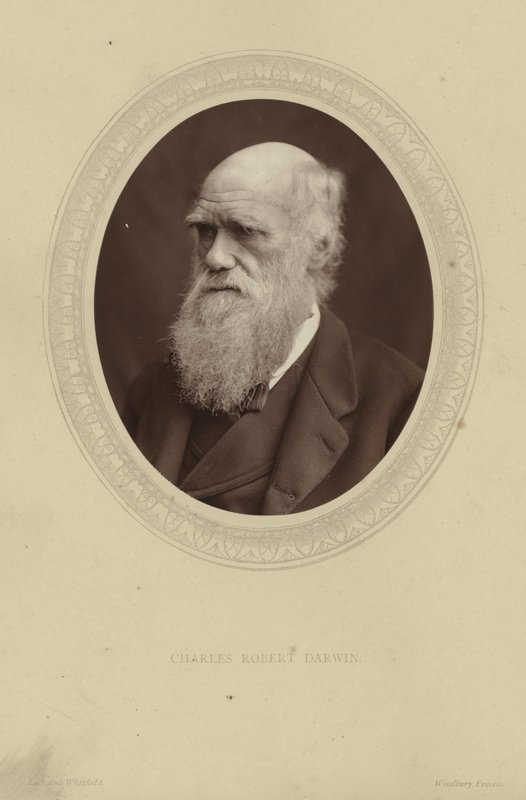 Charles Darwinin muotokuva tekijältä Lock and Whitfield