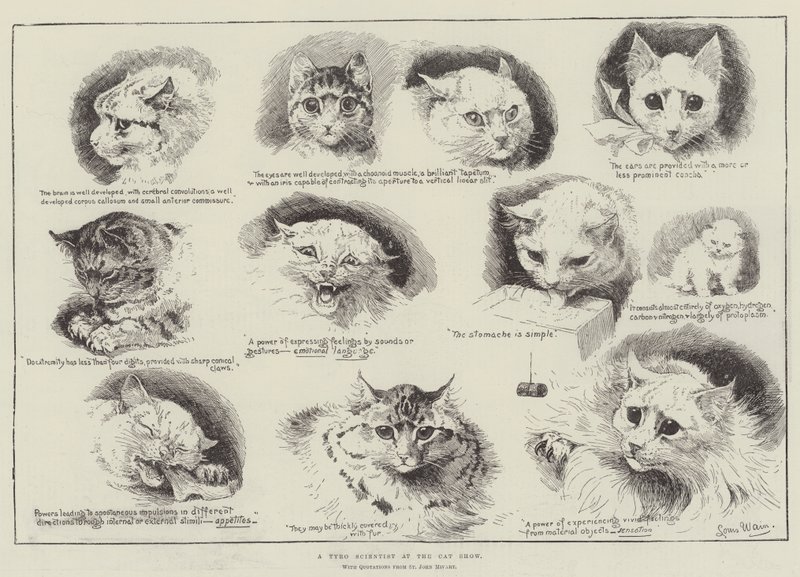 Tyron tiedemies kissanäyttelyssä tekijältä Louis Wain