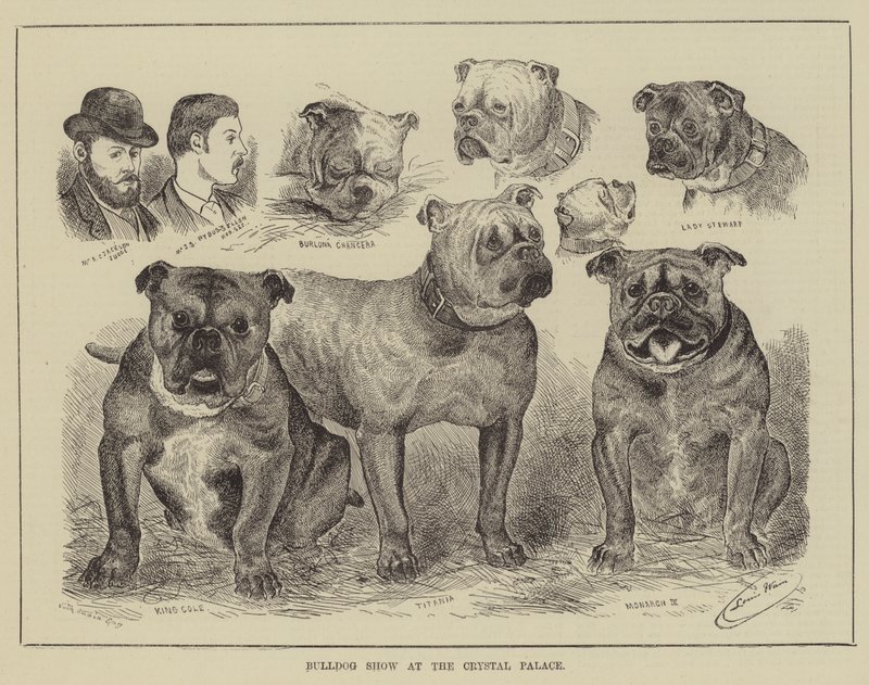 Bulldog-näyttely Crystal Palacessa tekijältä Louis Wain