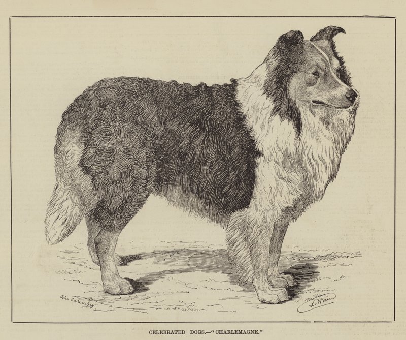Juhlitut koirat, Charlemagne tekijältä Louis Wain