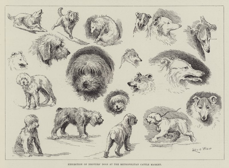 Karjanajokoirien näyttely Metropolitan Cattle Marketissa tekijältä Louis Wain