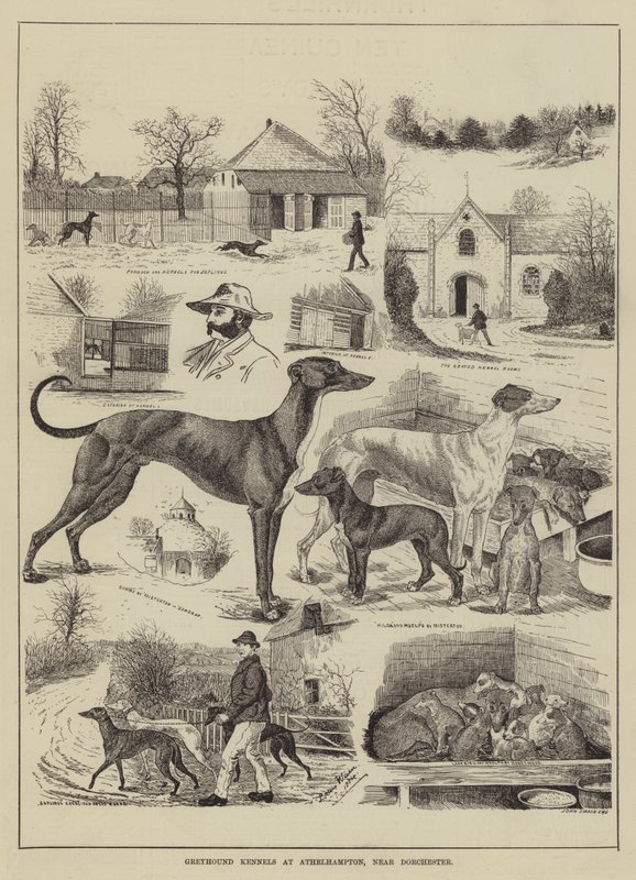 Greyhound Kennelit Athelhamptonissa lähellä Dorchesteria tekijältä Louis Wain