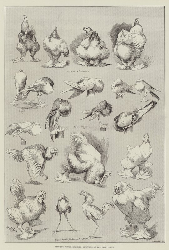 Luonnon Fitful Moments, luonnoksia meijerinäyttelyssä tekijältä Louis Wain
