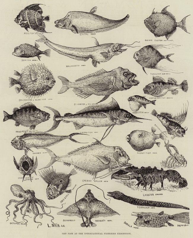 Odd Fish kansainvälisessä kalastusnäyttelyssä tekijältä Louis Wain