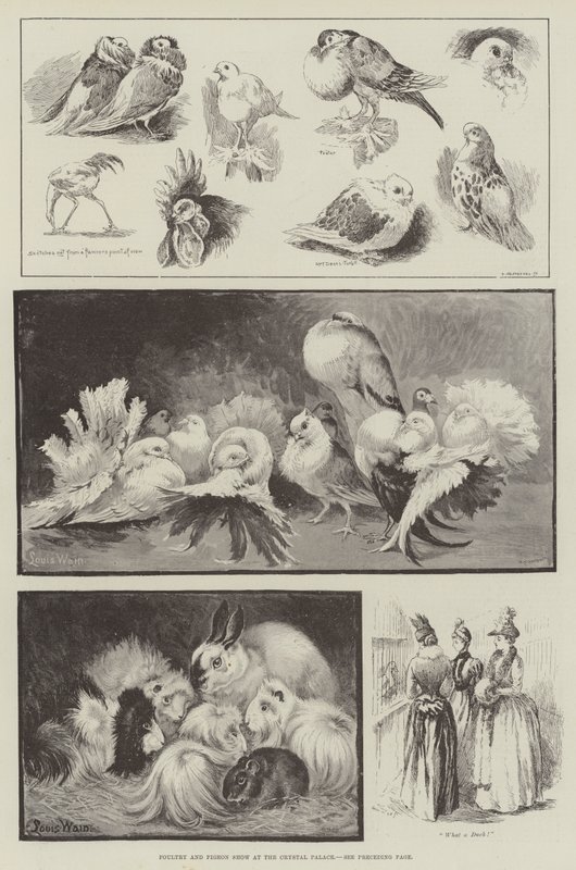 Siipikarja- ja kyyhkysnäyttely Crystal Palacessa tekijältä Louis Wain