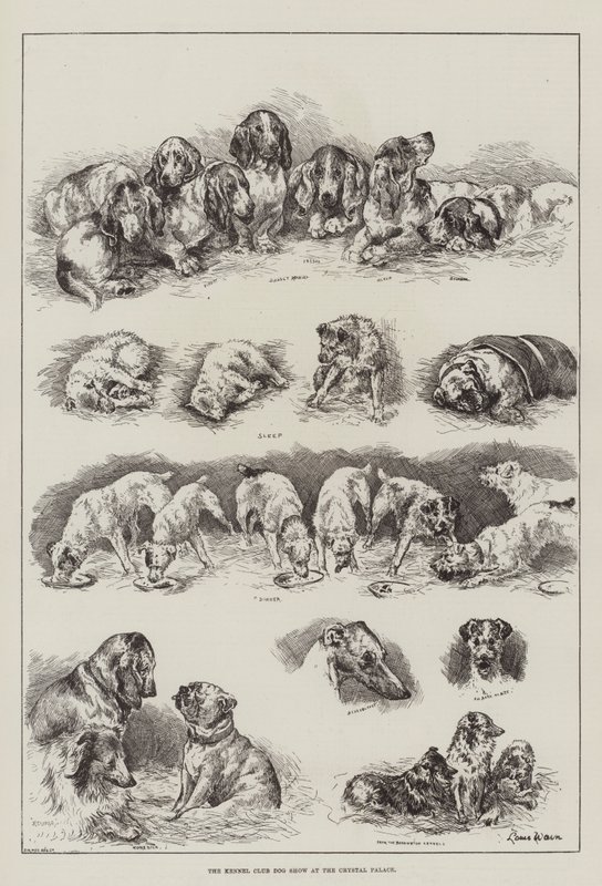 Kennelliiton koiranäyttely Crystal Palacessa tekijältä Louis Wain