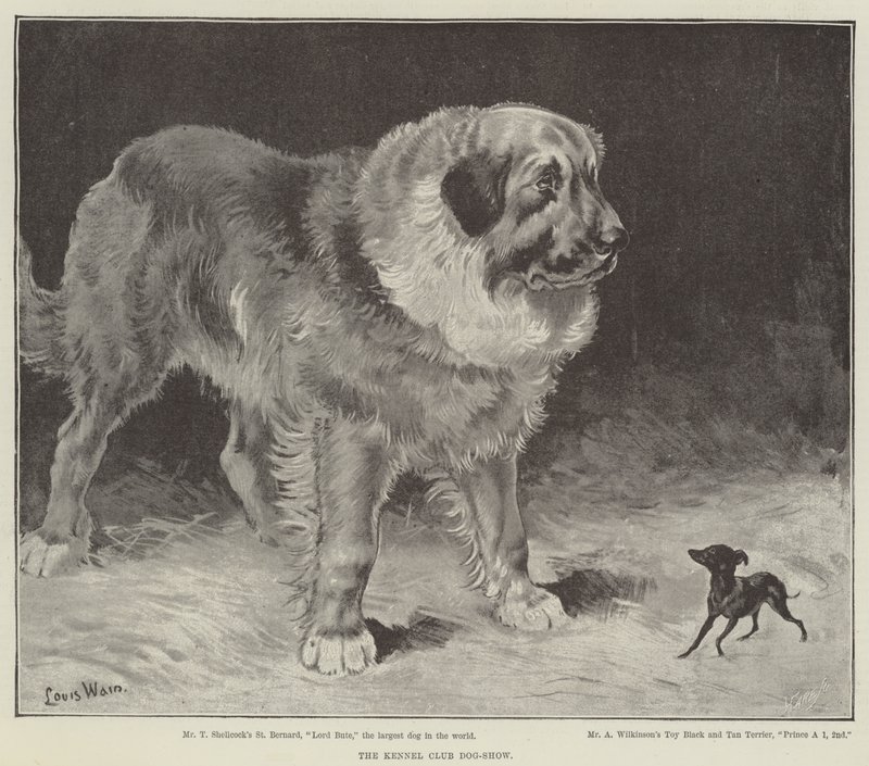 Kennelliiton koiranäyttely tekijältä Louis Wain