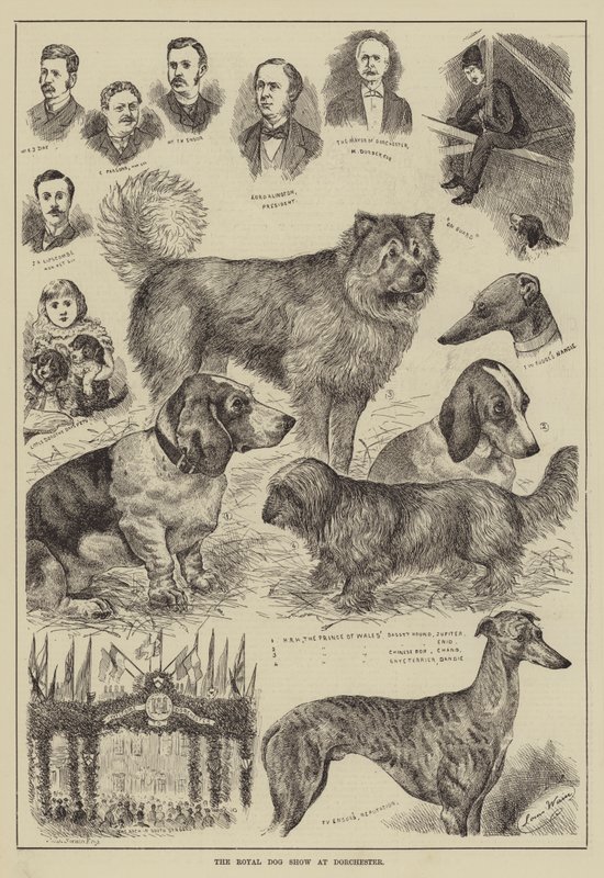 Kuninkaallinen koiranäyttely Dorchesterissa tekijältä Louis Wain