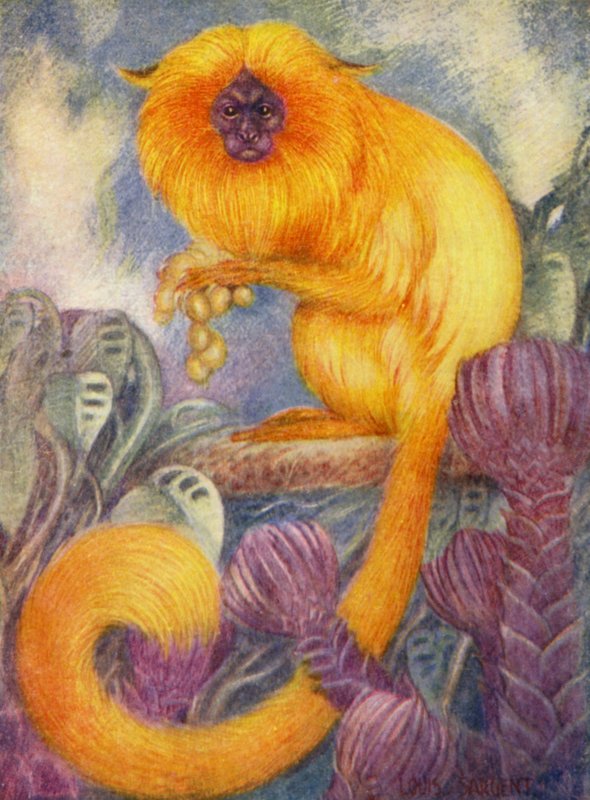 Eläintarhassa: Marmoset Monkey (väri litho) tekijältä Louis Augustus Sargent