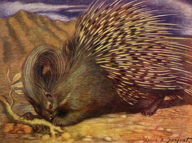 Eläintarhassa: Porcupine (väri litho) tekijältä Louis Augustus Sargent