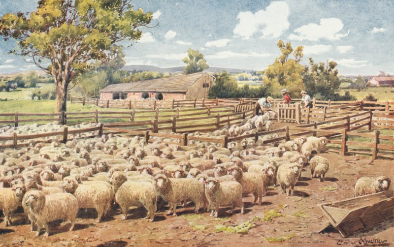 Kohtaus Australian Sheep Station -asemalla (väri litho) tekijältä Louis Fairfax Muckley