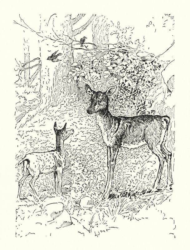 Fawn ja hänen äitinsä (litografia) tekijältä Louis John Rhead