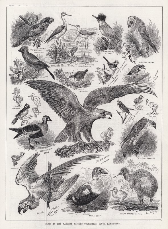 Birds in the Natural History Collection, South Kensington (kaiverrus) tekijältä Louis Wain