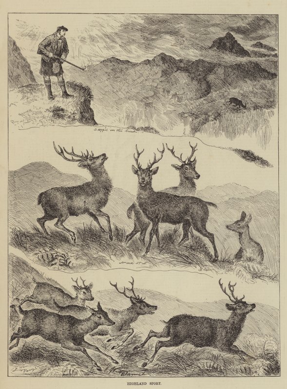 Highland Sport tekijältä Louis Wain