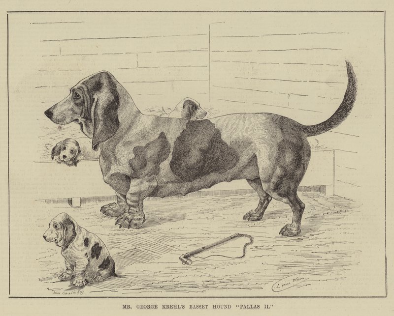 George Krehlin Basset Hound Pallas II -koira tekijältä Louis Wain