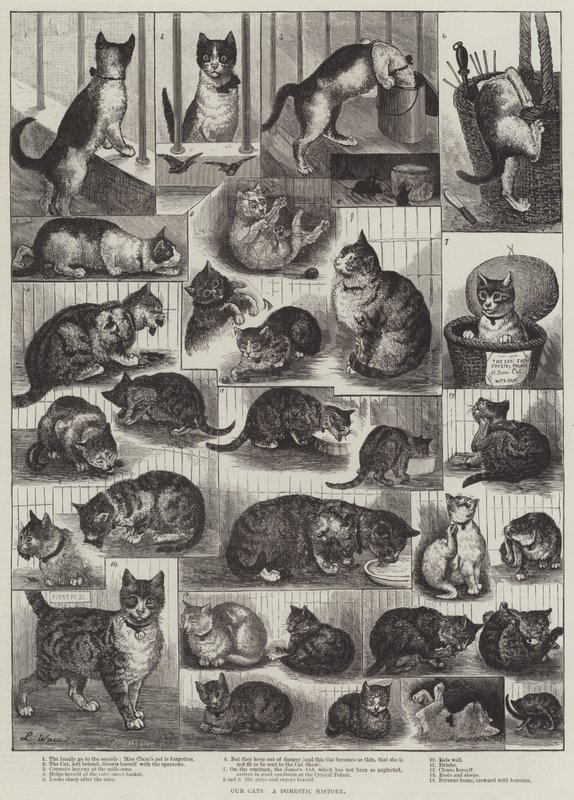 Kissamme, kotihistoriaa tekijältä Louis Wain