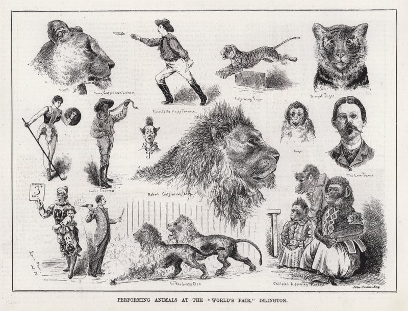 Esiintyvät eläimet "maailmannäyttelyssä", Islington (kaiverrus) tekijältä Louis Wain