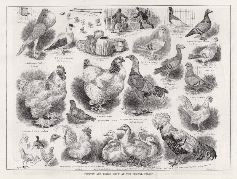 Siipikarja- ja kyyhkysnäyttely Crystal Palacessa (kaiverrus) tekijältä Louis Wain