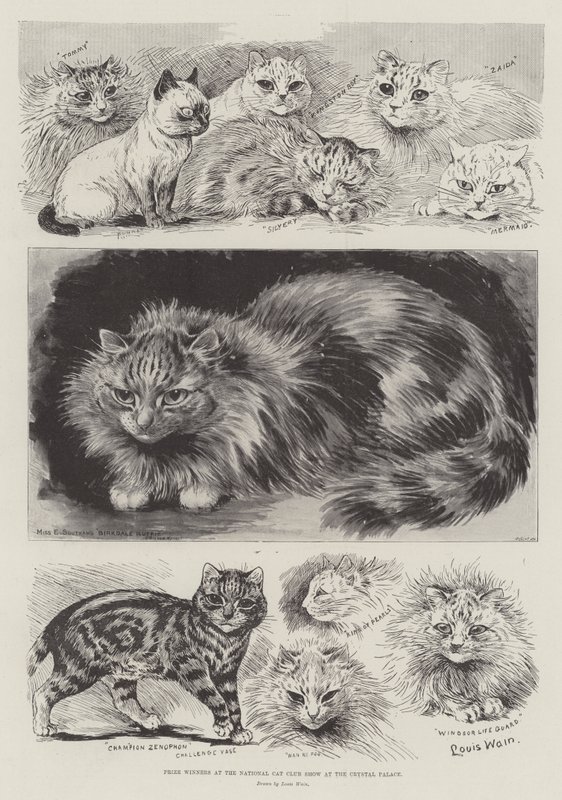 Voittajat National Cat Club Show