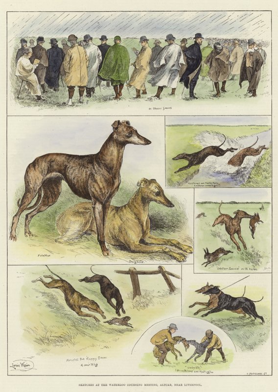 Luonnokset Waterloo Coursing Meetingissä tekijältä Louis Wain