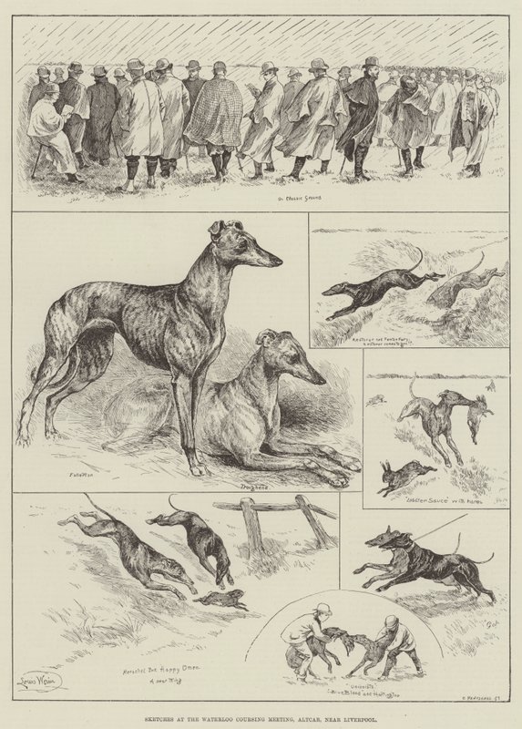 Luonnokset Waterloo Coursing Meetingissä, Altcar, lähellä Liverpoolia (kaiverrus) tekijältä Louis Wain