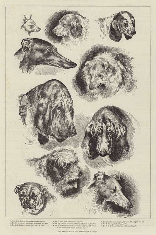 Kennelliiton koiranäyttely tekijältä Louis Wain