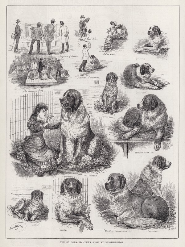 St Bernard Clubin esitys Knightsbridgessä (kaiverrus) tekijältä Louis Wain