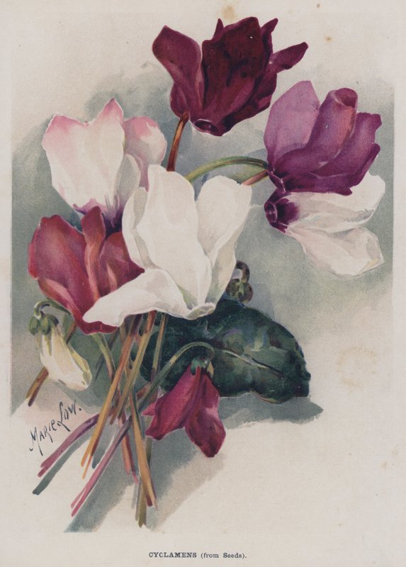 Cyclamens, siemenistä tekijältä Marie Low