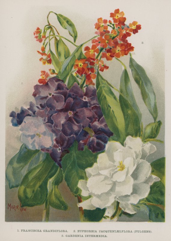 Franciscea Grandiflora, Euphorbia Jacqueniaelflora, Fulgens, Gardenia Intermedia tekijältä Marie Low