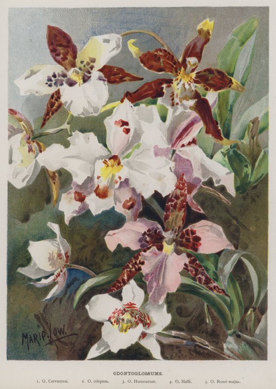 odontoglossum tekijältä Marie Low