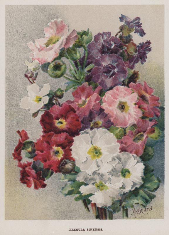 Primula Sinensis tekijältä Marie Low