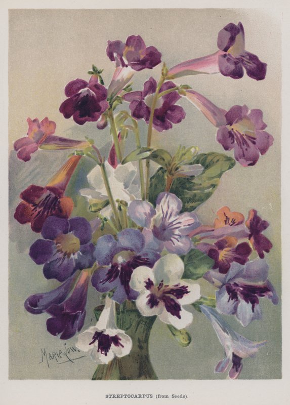 Streptocarpus, siemenistä tekijältä Marie Low