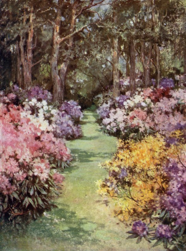 Scottish Gardens: The Hirsel (väri litho) tekijältä Mary Georgina Wade Wilson