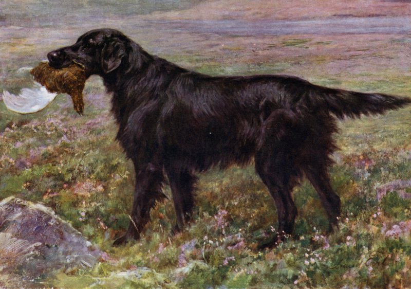 Flat-coated Retriever Champion High Legh Blarney tekijältä Maud Earl