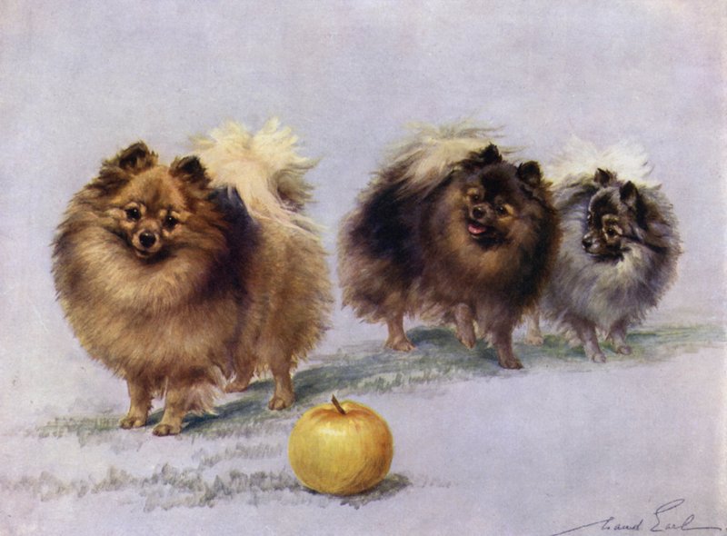 Kolme Mrs Hall Walkers Champion Pomeranianista tekijältä Maud Earl