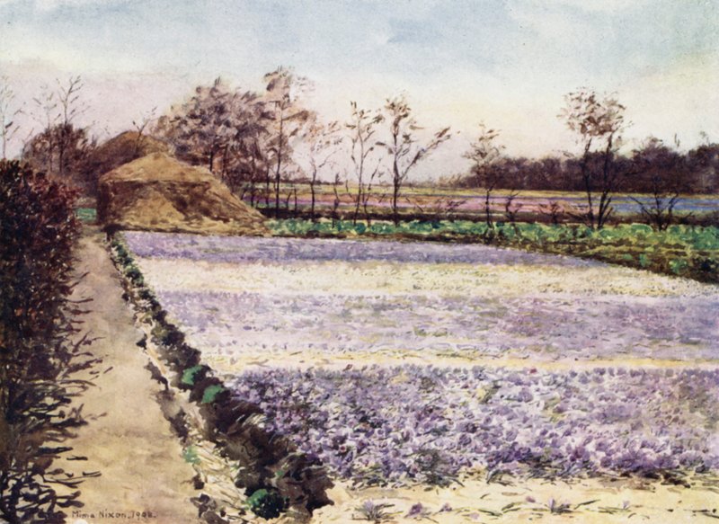 Crocus Field (väri litho) tekijältä Mima Nixon