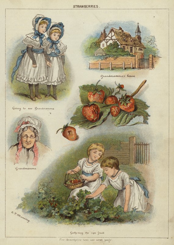 Mansikat (chromolitho) tekijältä Miss Eliza F. Manning