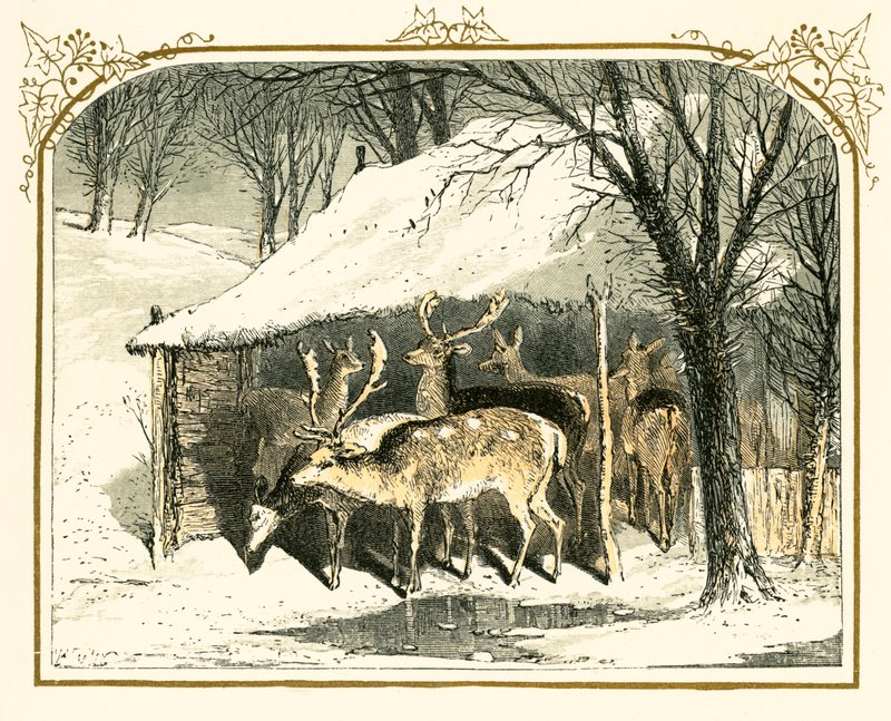 Hirvi lumessa tekijältä Myles Birket Foster