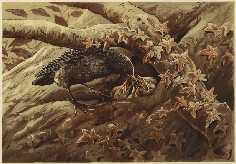 Meluisa lastenhuone (litho) tekijältä N. Parker