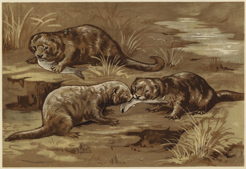 Tietoja saukoista (litho) tekijältä N. Parker