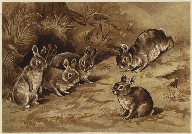pupuvauvat (litho) tekijältä N. Parker
