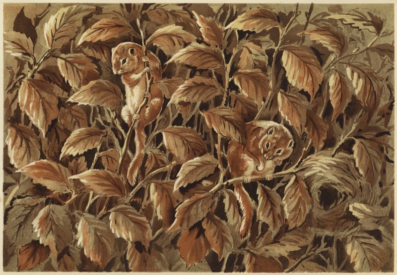 Dorothy, muna ja makuuhiiri (litho) tekijältä N. Parker
